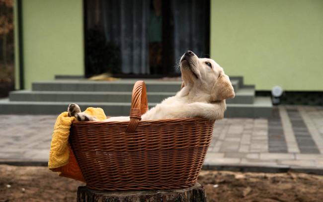 Обои картинки фото животные, собаки, щенок, корзина, двор