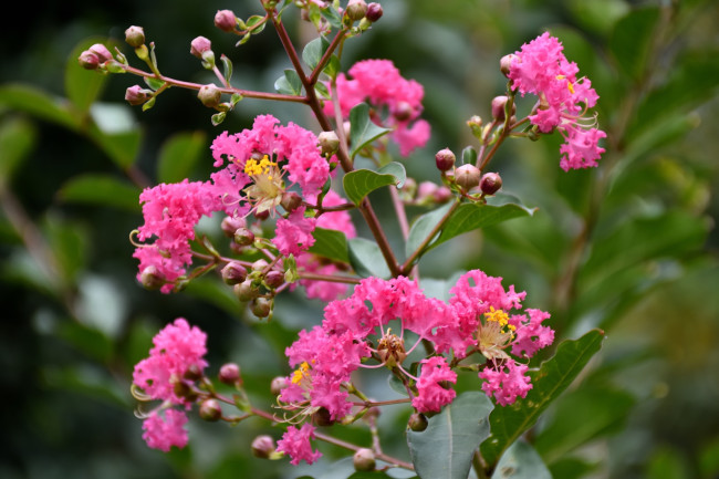 Обои картинки фото цветы, лагерстрёмия , индийская сирень, ветка, розовые, соцветия