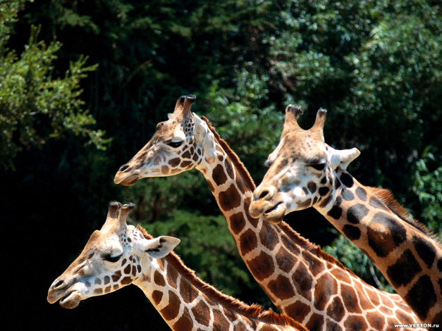 Обои картинки фото животные, жирафы