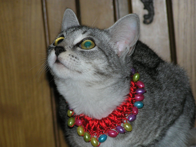 Обои картинки фото животные, коты