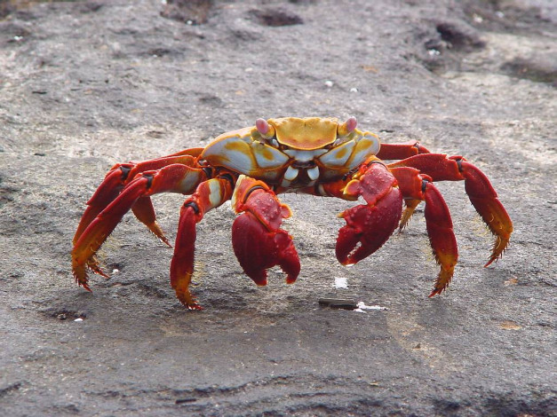 Обои картинки фото животные, крабы, раки