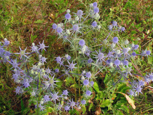 Картинка цветы Чертополох репейник