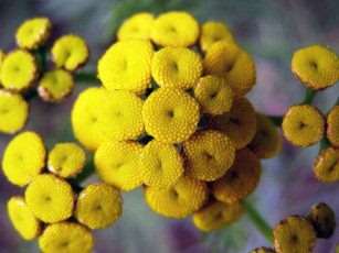 обоя цветы, луговые, полевые