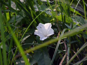 Картинка цветы вьюнки ипомеи