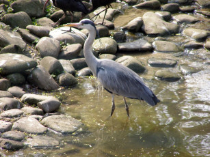 Картинка животные цапли