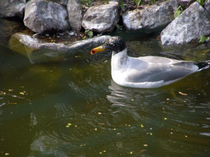 Картинка животные Чайки бакланы крачки