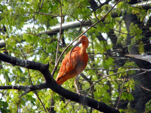 Картинка животные ибисы колпицы