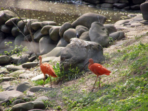 Картинка животные ибисы колпицы