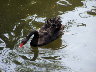 Картинка животные лебеди