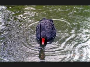 Картинка животные лебеди