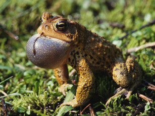 Картинка животные лягушки