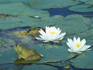 Картинка животные лягушки