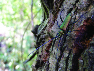 Картинка животные насекомые