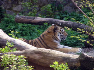 Картинка животные тигры