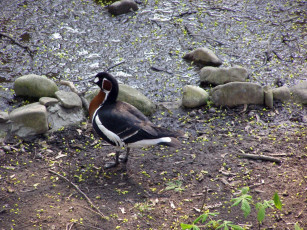 обоя животные, утки