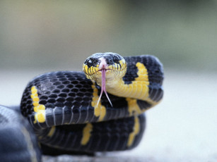 Картинка животные змеи питоны кобры