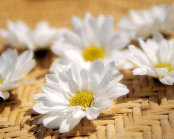 Обои картинки фото цветы, ромашки