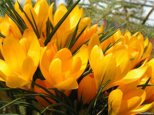 Обои картинки фото цветы, крокусы