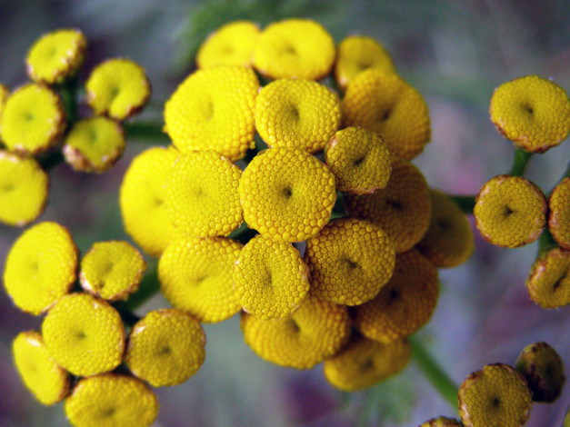 Обои картинки фото цветы, луговые, полевые