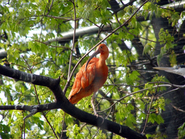 Обои картинки фото животные, ибисы, колпицы