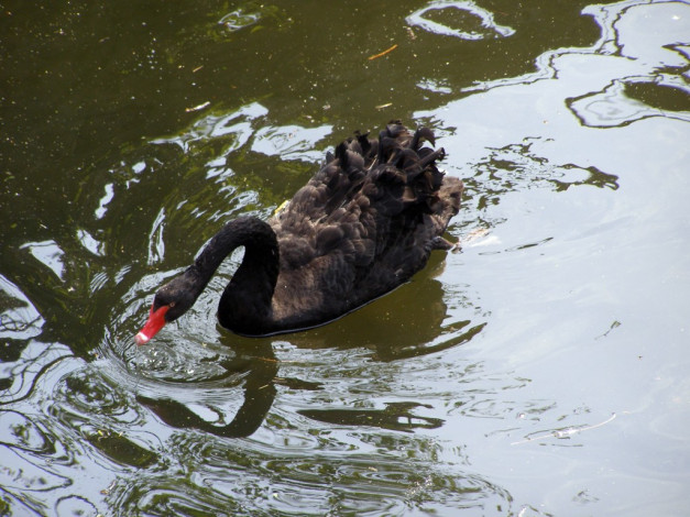 Обои картинки фото животные, лебеди