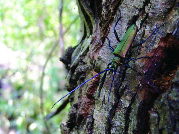 Обои картинки фото животные, насекомые
