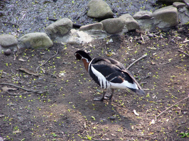 Обои картинки фото животные, утки