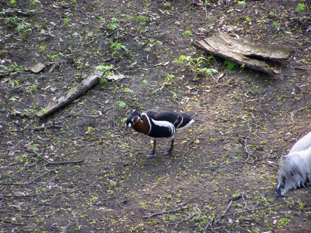 Обои картинки фото животные, утки