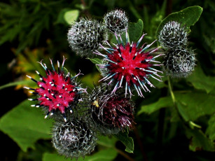 Картинка Ёжики цветы Чертополох репейник