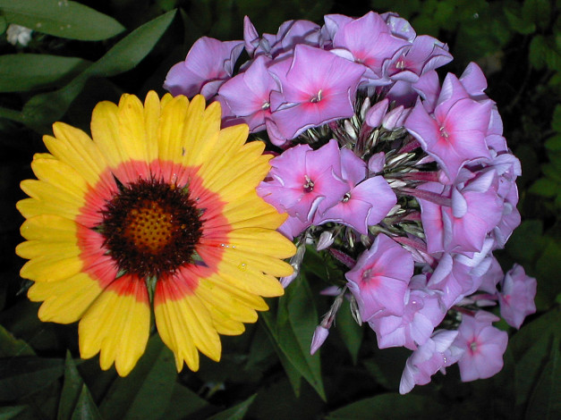 Обои картинки фото цветы, разные, вместе