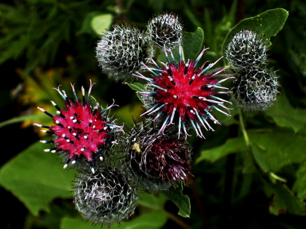 Обои картинки фото Ёжики, цветы, Чертополох, репейник