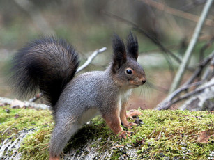 Картинка животные белки