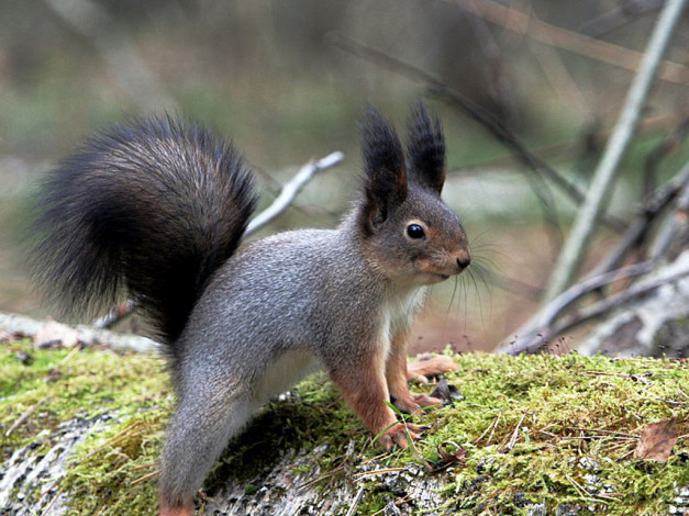 Обои картинки фото животные, белки