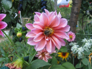 Картинка шмель на георгине цветы георгины