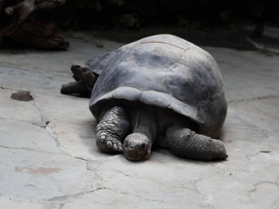 Картинка животные Черепахи