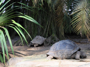 Картинка животные Черепахи