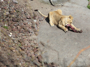 обоя животные, львы