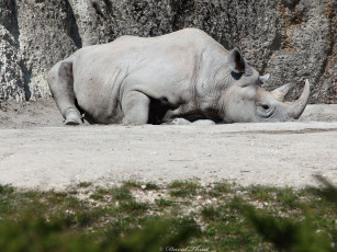 Картинка животные носороги