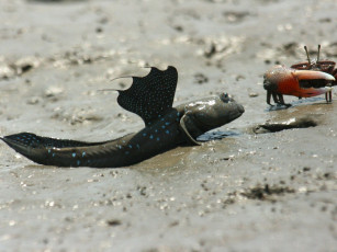 Картинка животные разные вместе