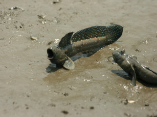 Картинка животные рыбы