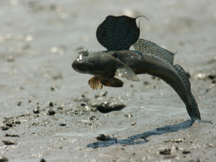 Картинка животные рыбы