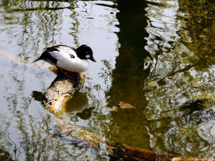 Картинка животные утки