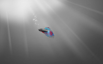 Картинка 3д графика animals животные