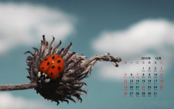 обоя календари, животные