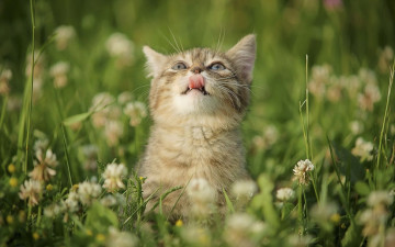 Картинка животные коты