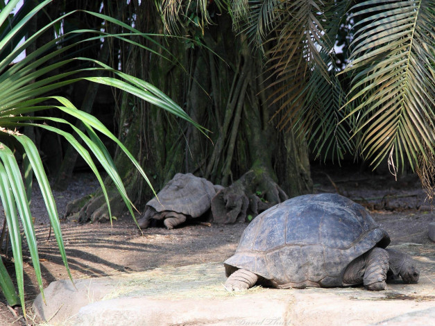 Обои картинки фото животные, Черепахи