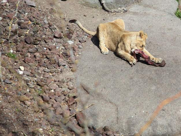 Обои картинки фото животные, львы