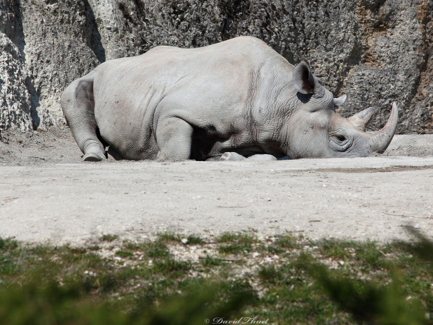Обои картинки фото животные, носороги