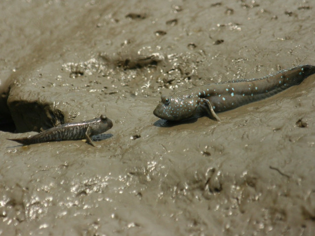 Обои картинки фото животные, рыбы