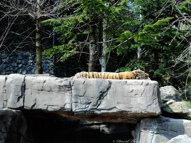 Обои картинки фото животные, тигры